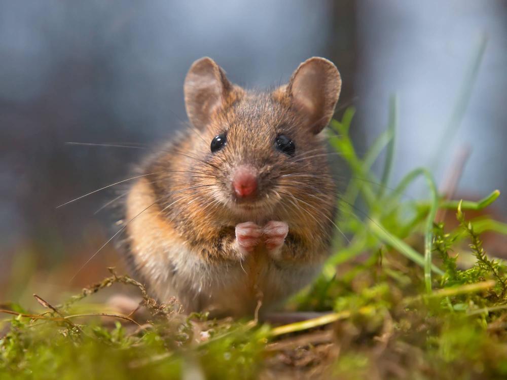 souris