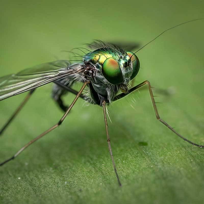 mouche