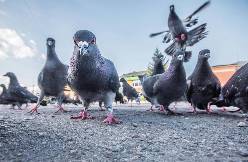 pigeons