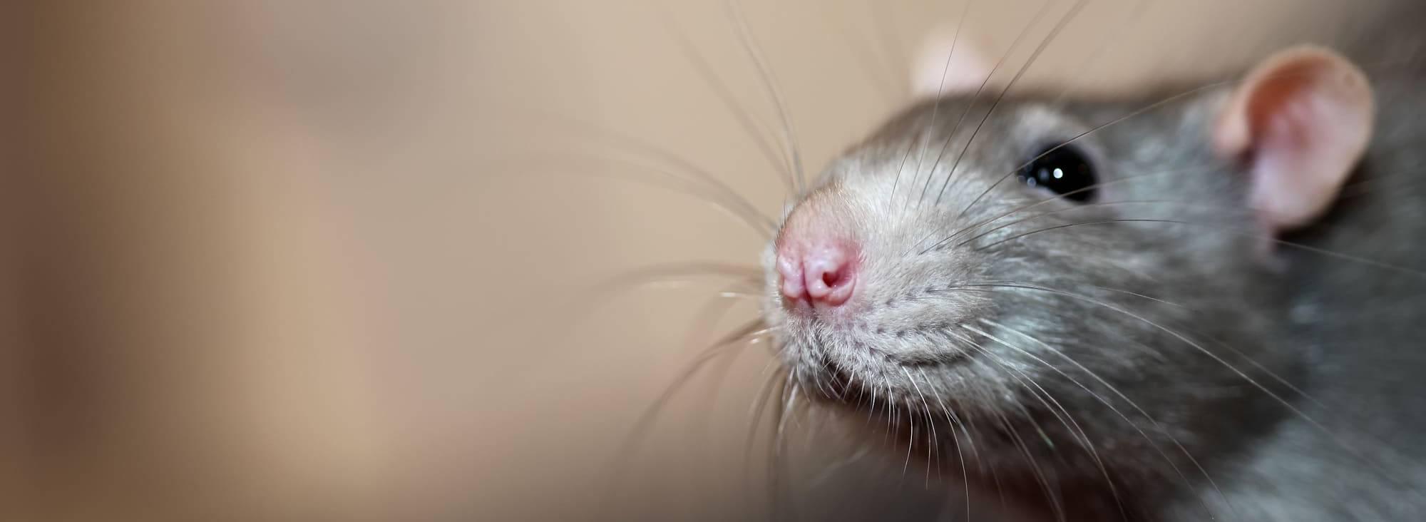 rat