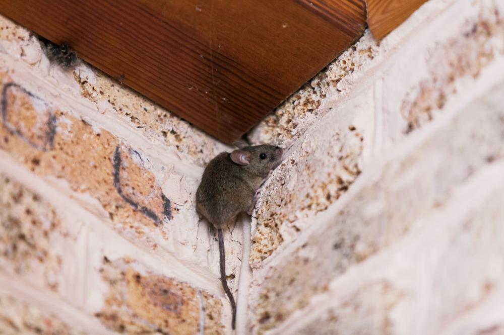 souris