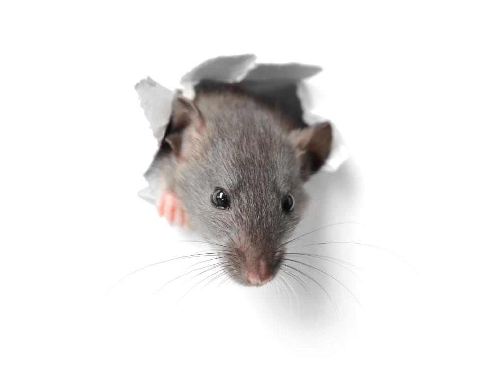 rat