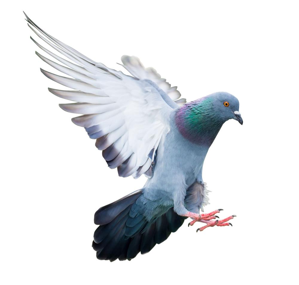 pigeon
